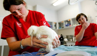 Illustration for article titled Manukua, everyone's favorite white kiwi, is on the mend